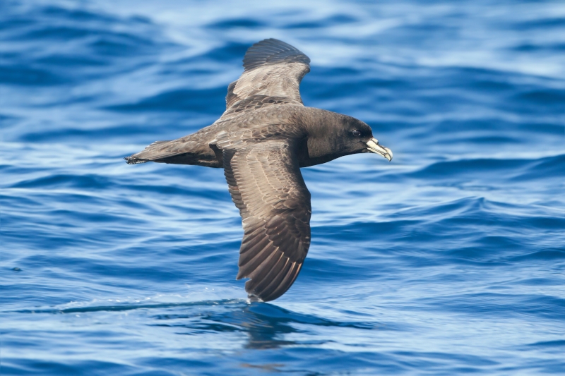 White-chinned Petrel