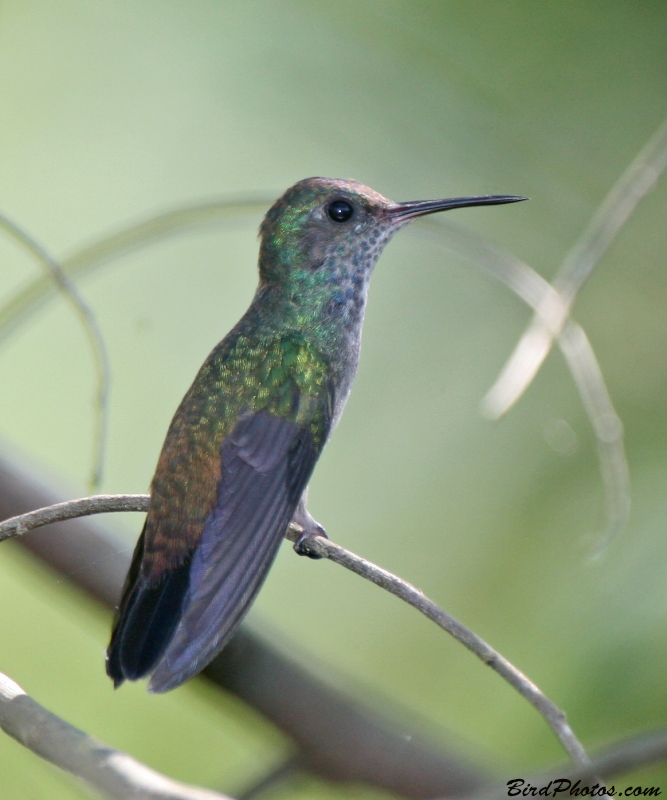 White-chinned Sapphire