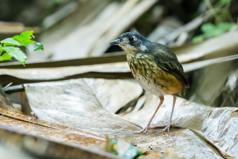 White-lored Antpitta