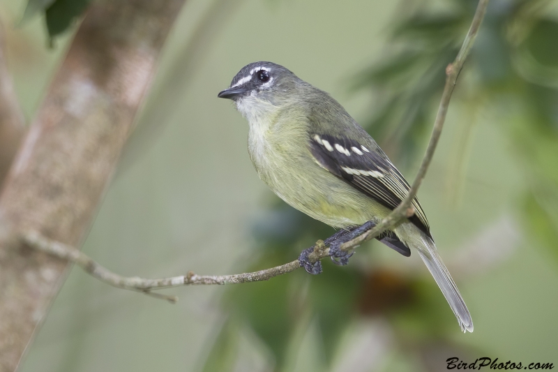 White-lored Tyrannulet