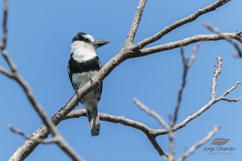 White-necked Puffbird