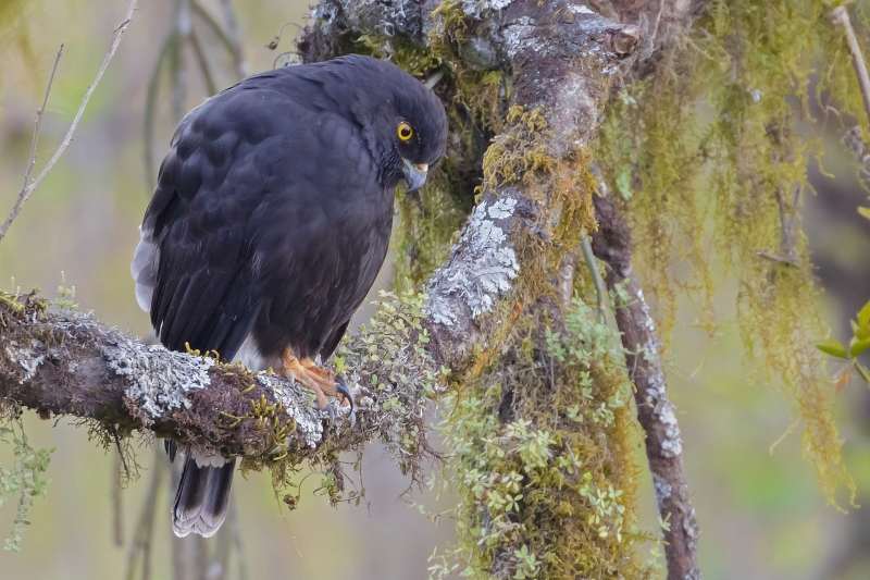 White-rumped Hawk