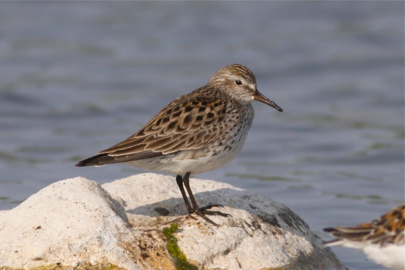 White-rumped Sandpiper