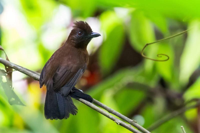 White-shouldered Antshrike