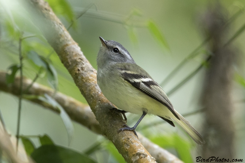 White-tailed Tyrannulet