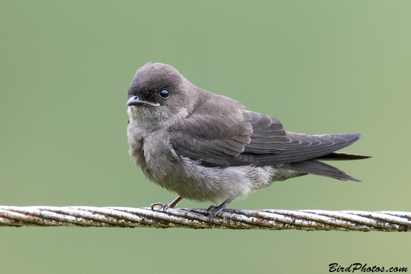 White-thighed Swallow