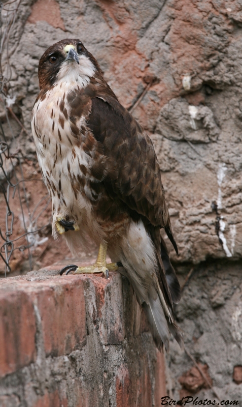 White-throated Hawk