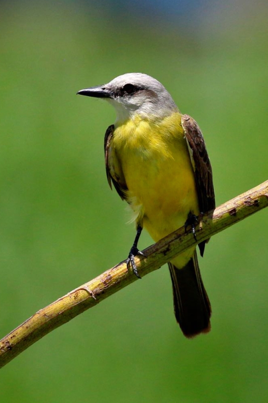 White-throated Kingbird