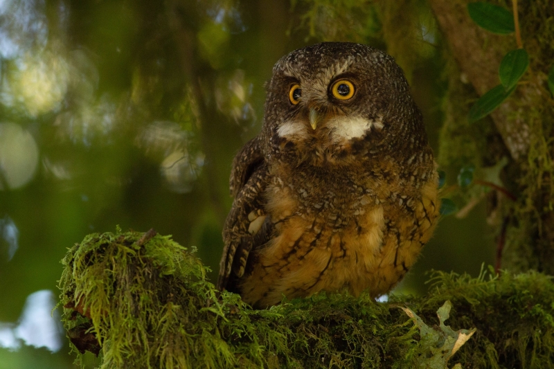 White-throated Screech Owl