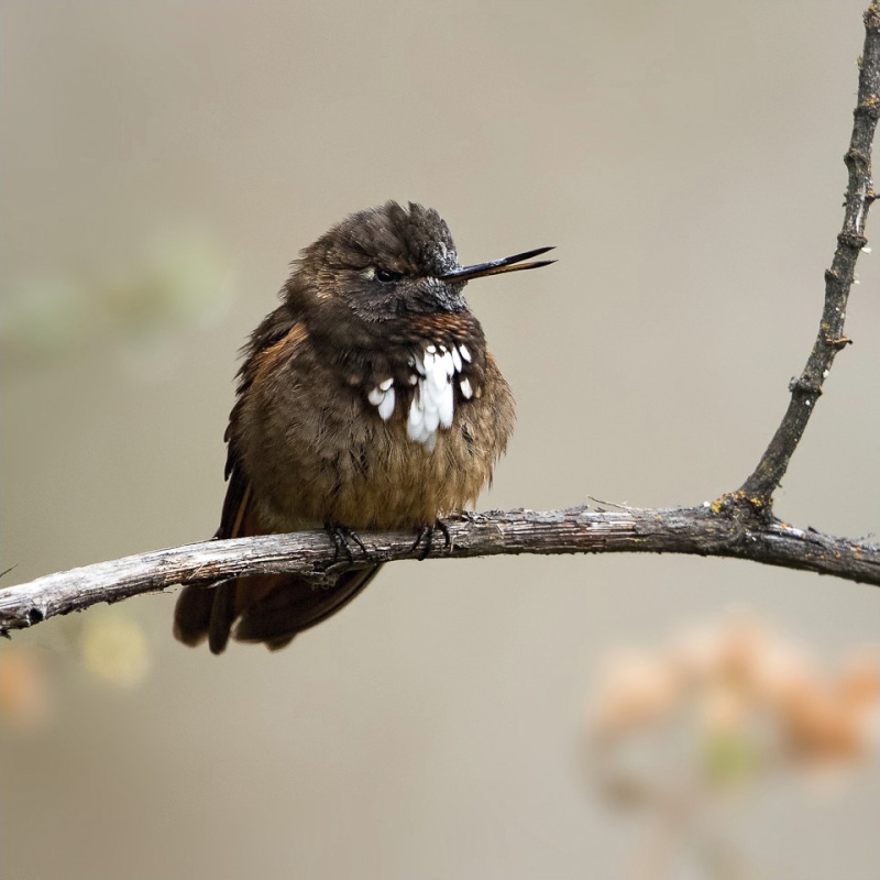 White-tufted Sunbeam