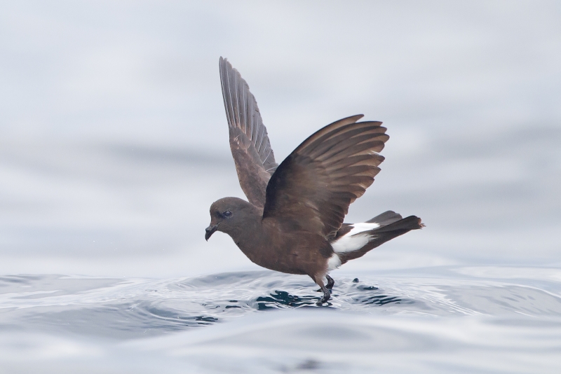 Wilson's Storm Petrel