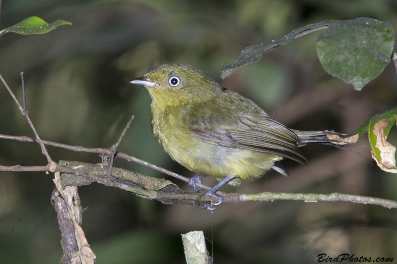 Wire-tailed Manakin