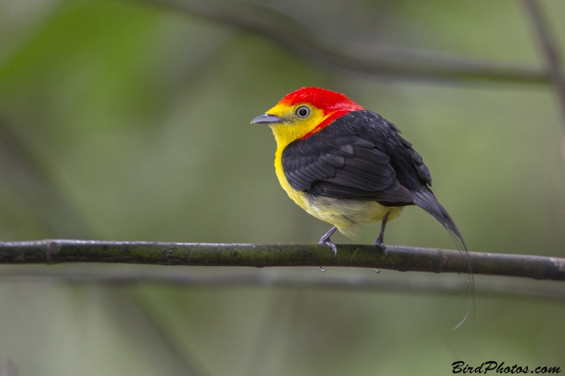 Wire-tailed Manakin