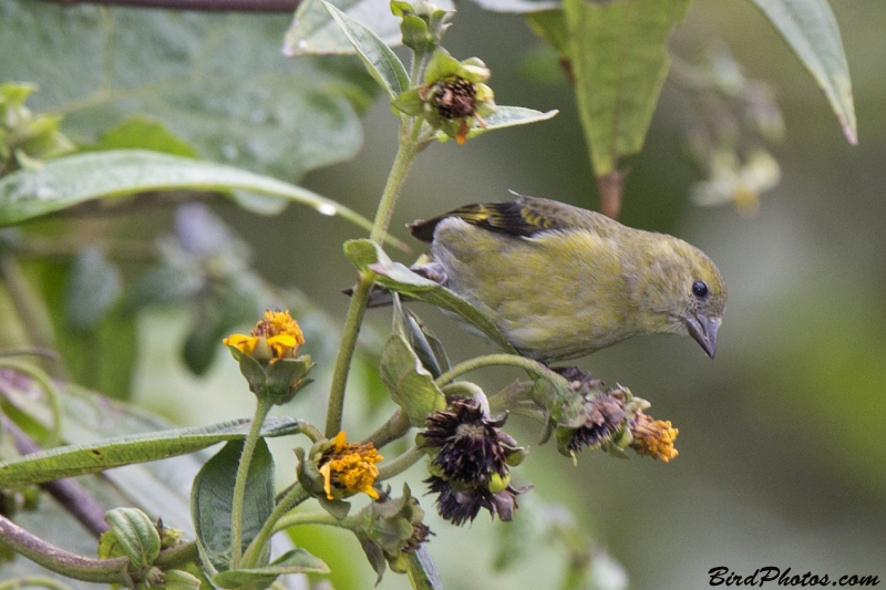 Yellow-bellied Siskin