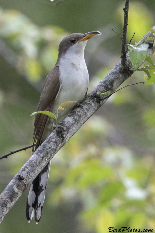 Yellow-billed Cuckoo