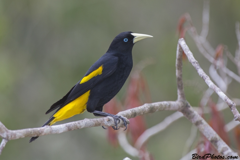 Yellow-rumped Cacique
