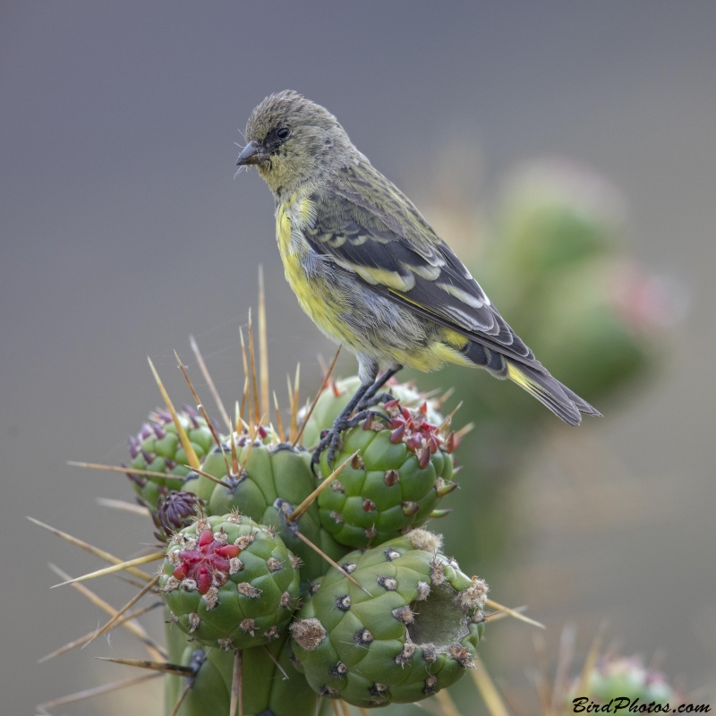 Yellow-rumped Siskin