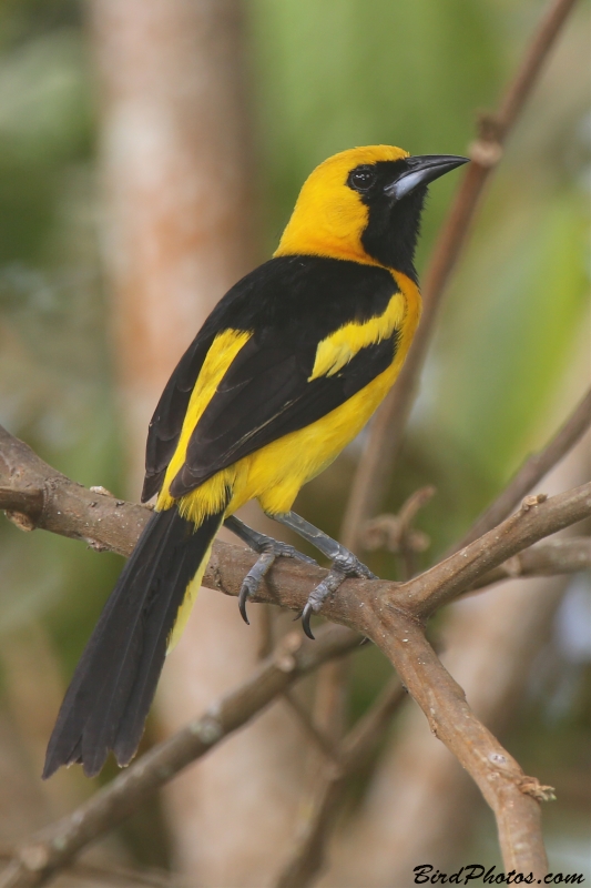 Yellow-tailed Oriole