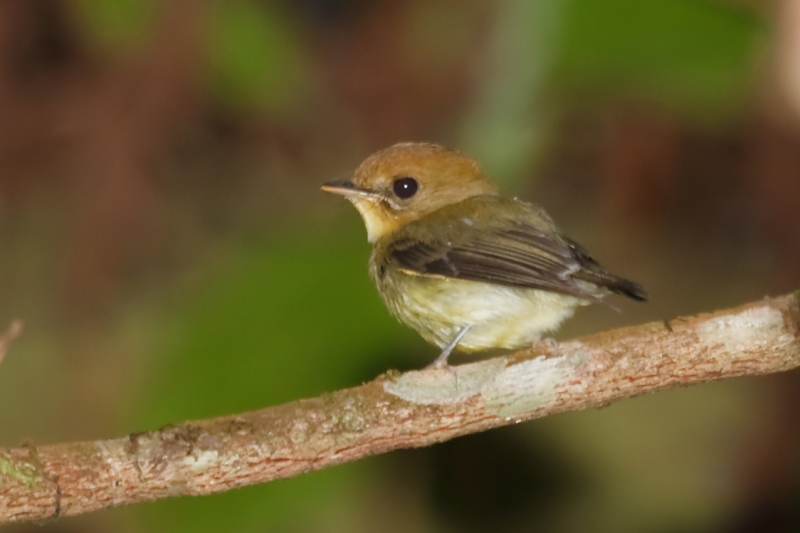 Yellow-throated Spadebill