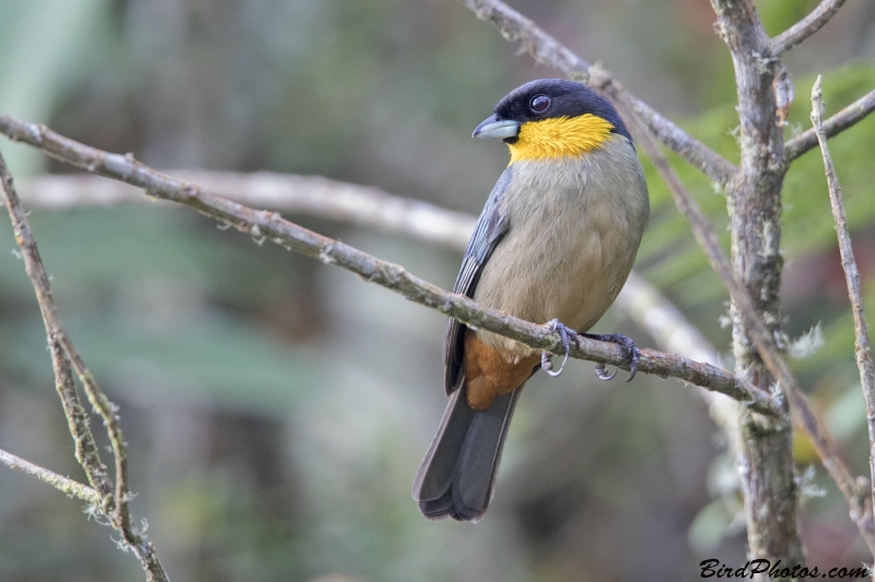 Yellow-throated Tanager