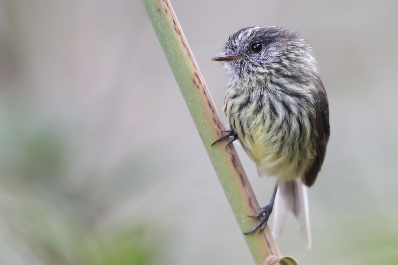 Agile Tit-Tyrant