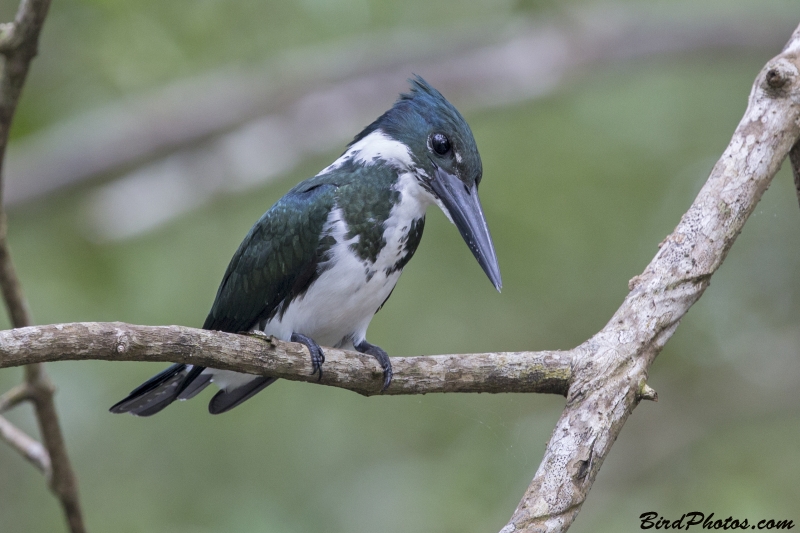 Amazon Kingfisher