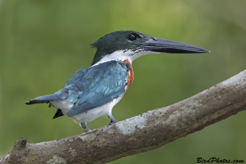 Amazon Kingfisher