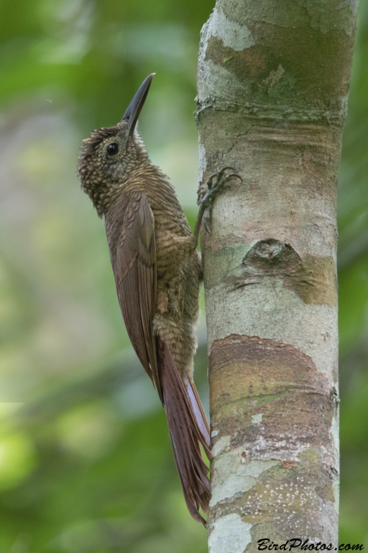 Amazonian Barred Woodcreeper