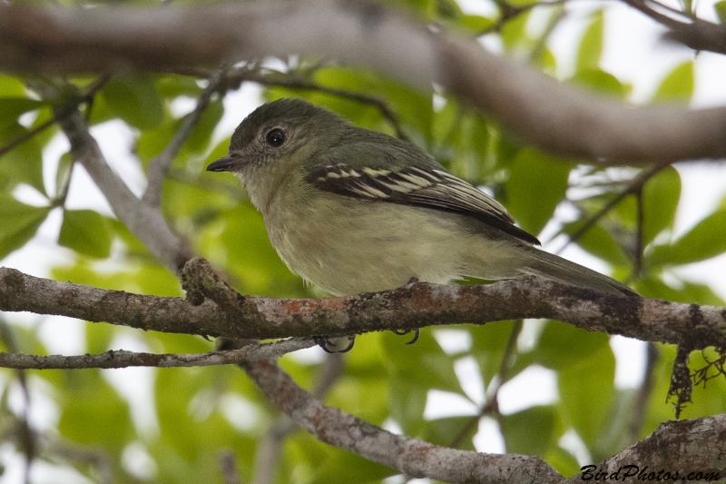 Amazonian Elaenia