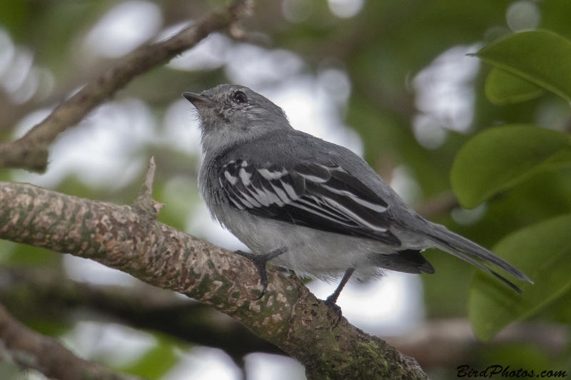 Amazonian Elaenia