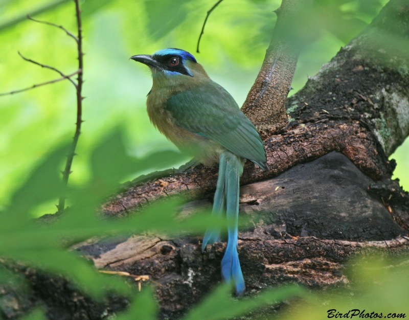 Amazonian Motmot