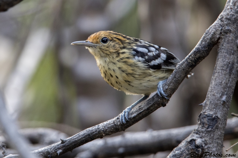 Amazonian Streaked Antwren