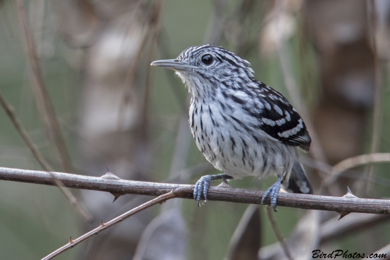 Amazonian Streaked Antwren