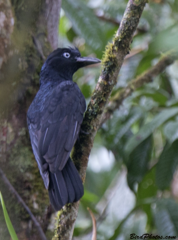 Amazonian Umbrellabird