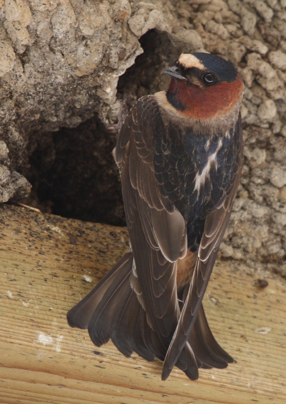 American Cliff Swallow