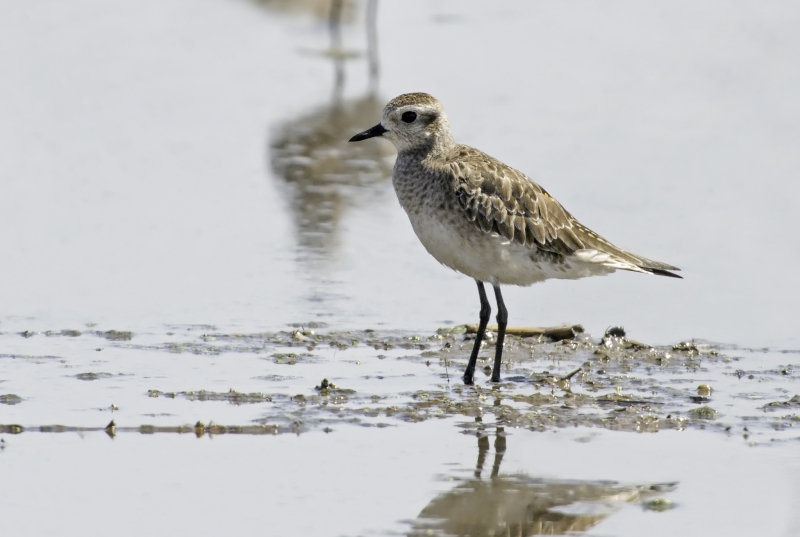 American Golden Plover