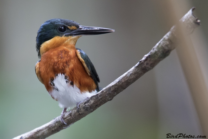 American Pygmy Kingfisher