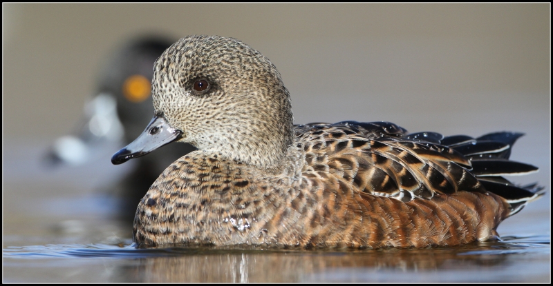 American Wigeon