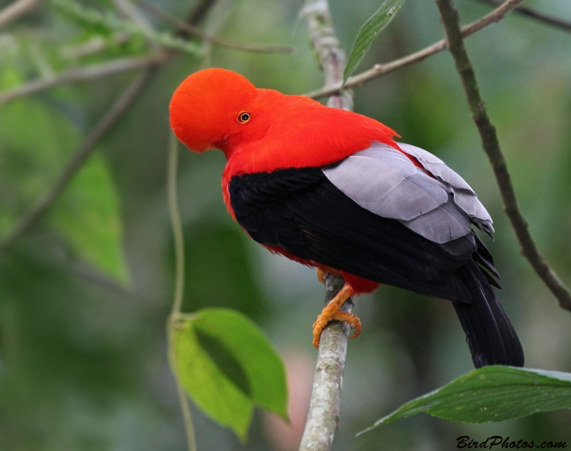 Andean Cock-of-the-rock