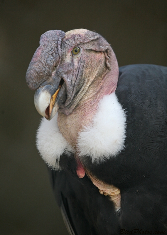 Andean Condor