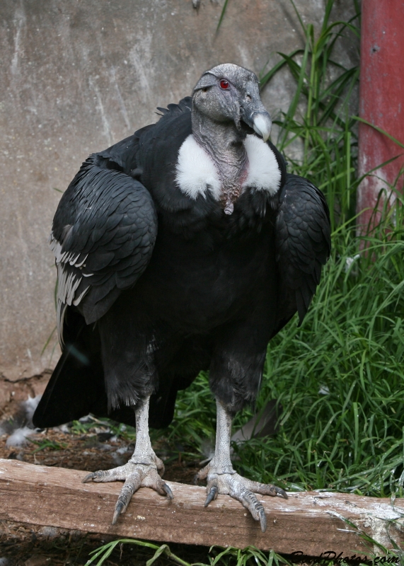 Andean Condor