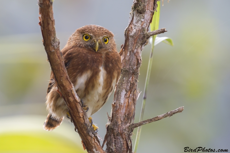 Andean Pygmy Owl