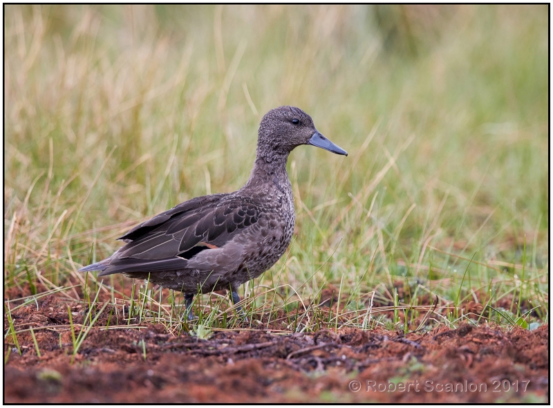 Andean Teal