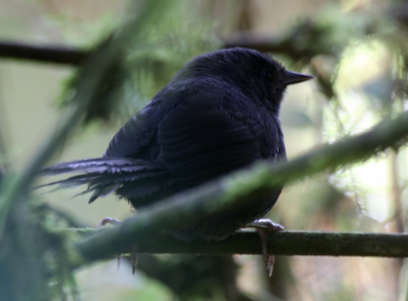 Ash-colored Tapaculo