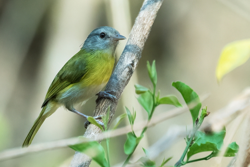 Ashy-headed Greenlet