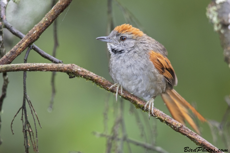 Azara's Spinetail