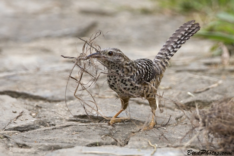 Band-backed Wren