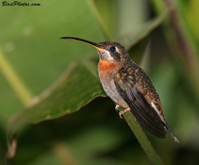 Band-tailed Barbthroat