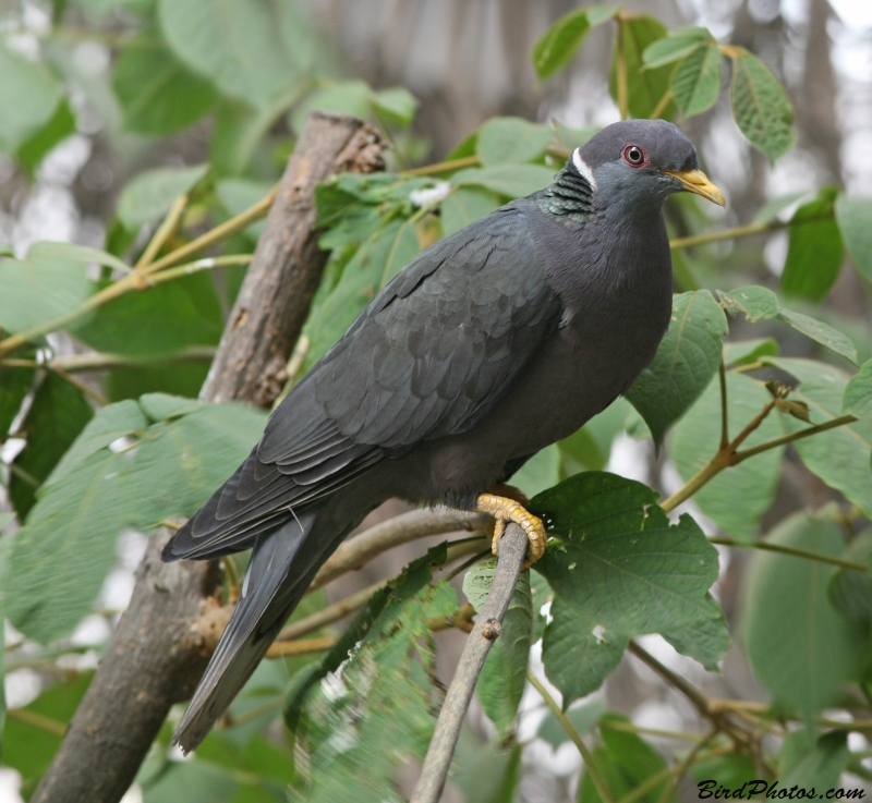 Band-tailed Pigeon