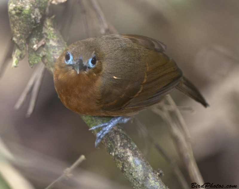 Bare-crowned Antbird